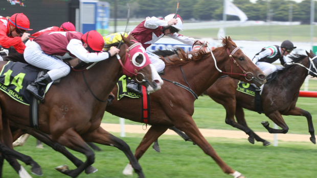Article image for RSPCA renews calls to ban the whip in thoroughbred racing