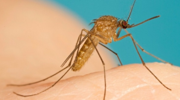 Article image for Increase in Ross River virus cases as mosquito population surges