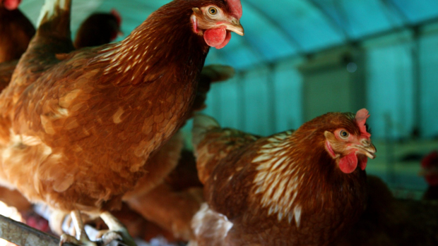 Article image for Animal activists who allegedly stole chickens at Drouin face cruelty charges