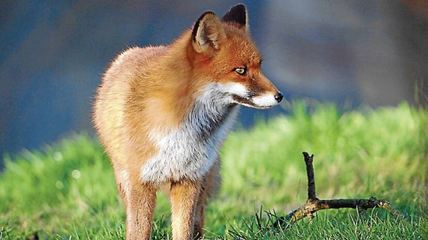 Article image for Residents call for a fox cull, numbers out of control