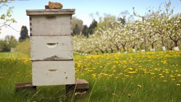 Article image for 55 Bee Hives stolen from a farm at Castlemaine