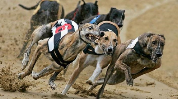 Article image for Lara property raided by Greyhound Racing Victoria