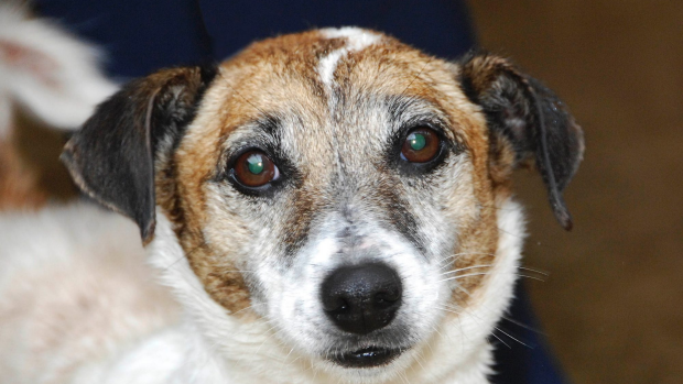 Article image for Jaimee Newman tells Tom Elliott that Mimmy the Jack Russell has been found safe and well