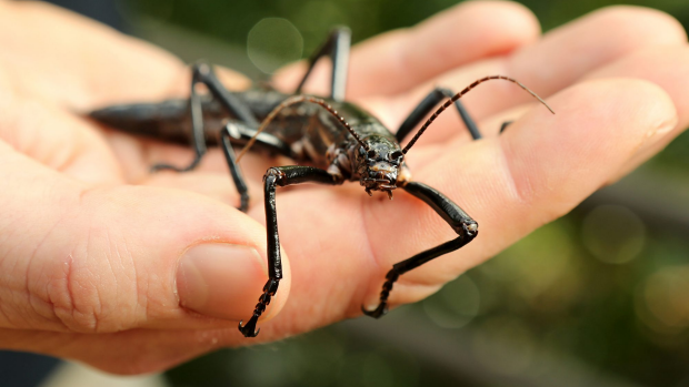 Article image for Melbourne Zoo highlights the Lord Howe Island Stick Insect on Valentine’s Day