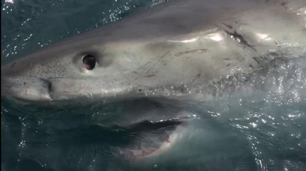 Article image for Victorian man fights off great white shark with garden broom at Port Fairy