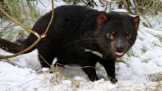 Article image for Researchers discover Tasmanian Devil milk kills golden staph