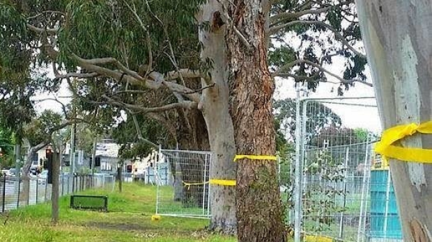 Article image for Local anger over plans to remove 229 trees from Beaumaris high school