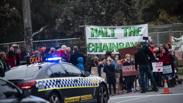 Article image for Protesters gather at Beaumaris High School to halt removal of over 200 trees