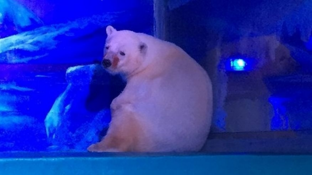 Article image for Petition to release polar bear living in Chinese shopping centre