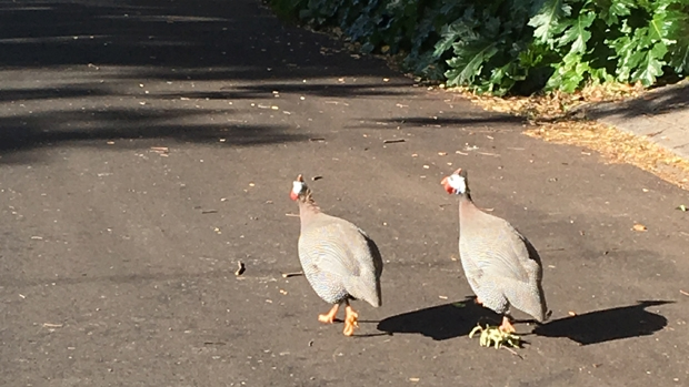 Article image for Neil Mitchell needs your help to identify these birds