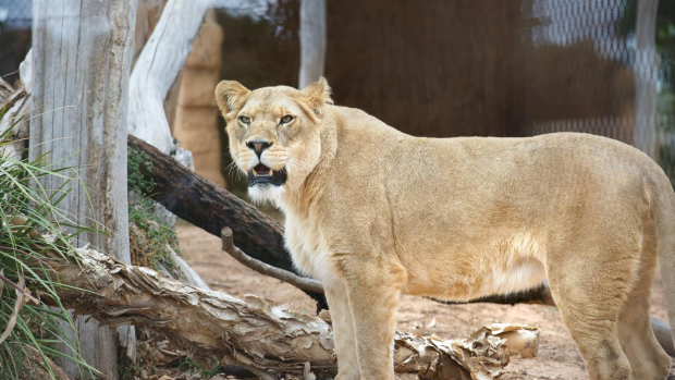 Article image for Four lion cubs born at Werribee Open Range Zoo