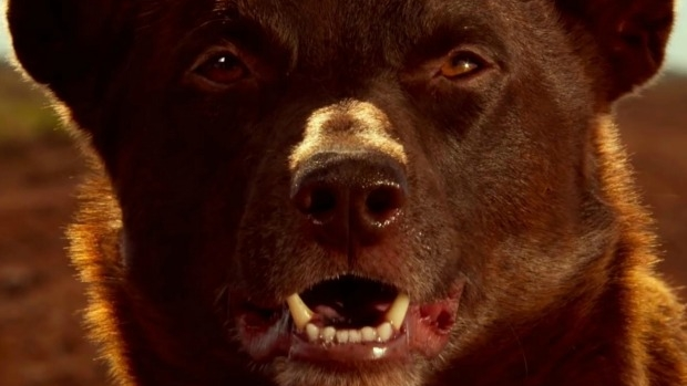 Article image for DOG MAN: Interview with Red Dog director Kriv Stenders