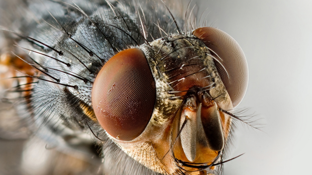 Article image for Bumper bug season expected in Melbourne as the weather heats up