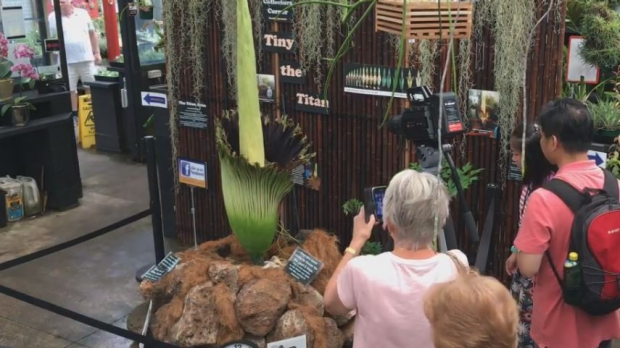 Article image for WATCH: Rare corpse flower ‘Tiny the Titan’ is flowering