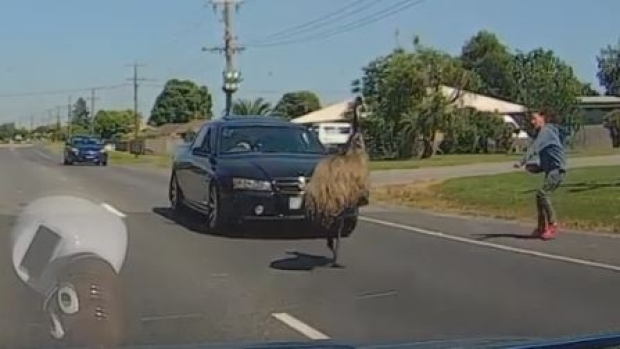 Article image for WATCH: Lost emu holds up traffic at Moe in Gippsland