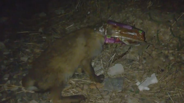 Article image for Curious fox found himself stuck in a plastic bag at Mernda