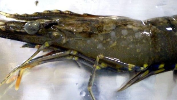 Article image for Green prawn imports banned in Australia after white spot disease outbreak