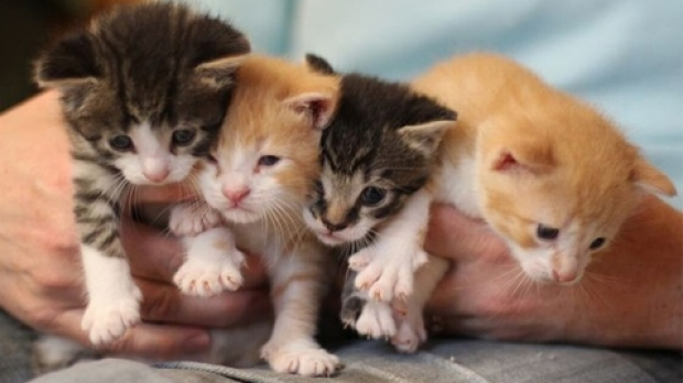 Article image for RSPCA needs help with cats and kittens