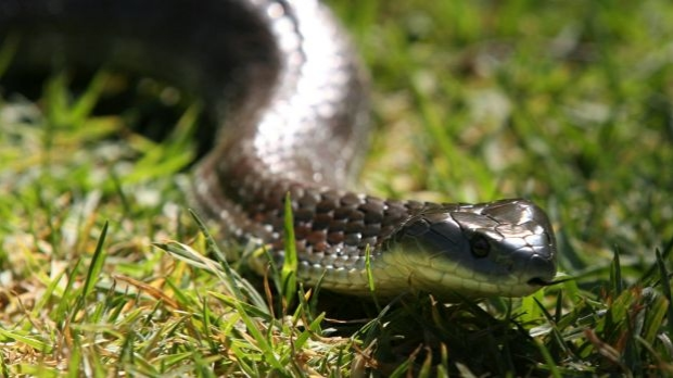 Article image for RUMOUR CONFIRMED: Tiger snake keeps escaping capture at Williamstown home