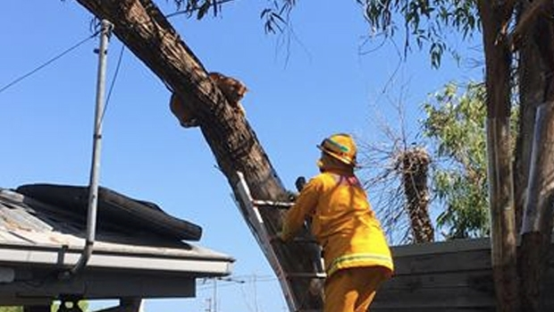 Article image for CFA rescue tabby cat from tree at Mt Eliza