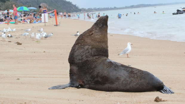 Article image for Arcto the seal is back and enjoying Dromana Beach