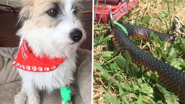 Article image for Stella’s miraculous escape after deadly snake gets stuck in dog collar