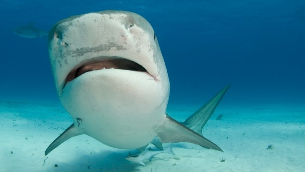 Article image for Melbourne scientists using shark blood to treat human health problems