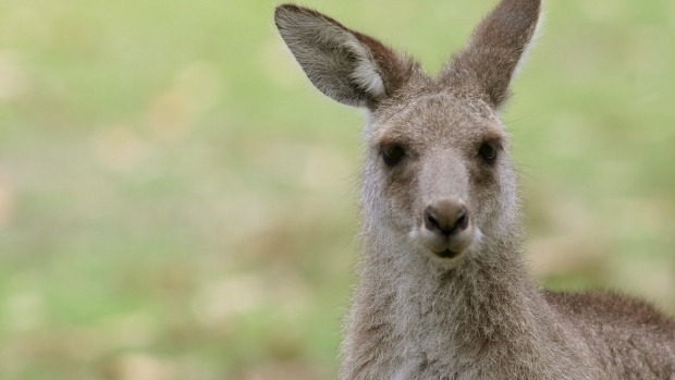 Article image for Templestowe woman savagely attacked by kangaroo