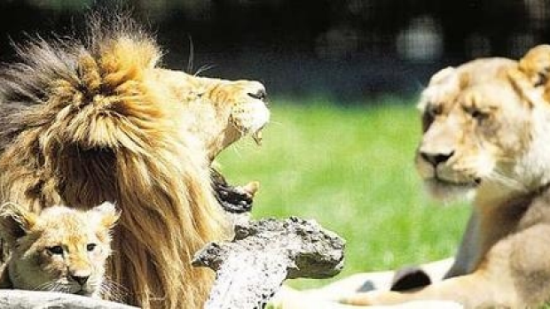 Article image for Melbourne Zoo searching for new lion