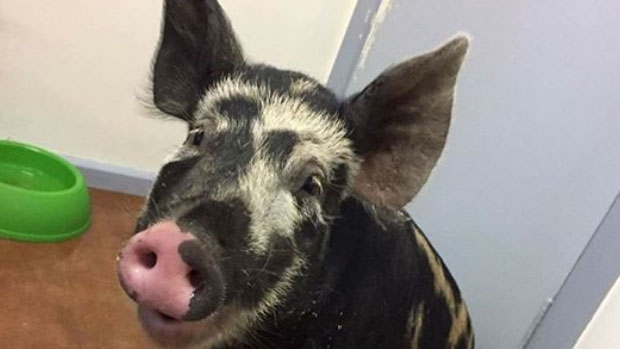 Article image for 3AW Breakfast hunts for owner of pig lost at Heathmont