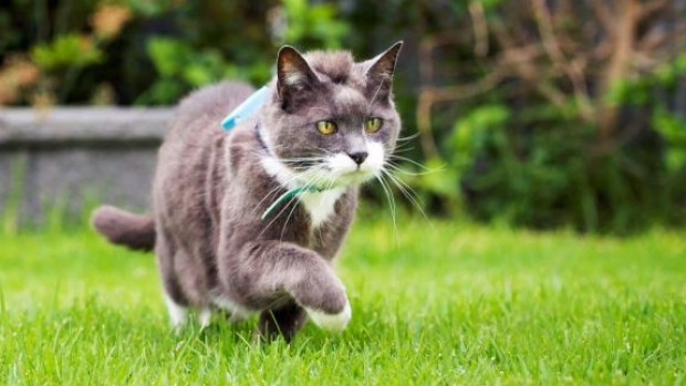 Article image for University of South Australia researchers find roaming cats are reaching extraordinary lengths