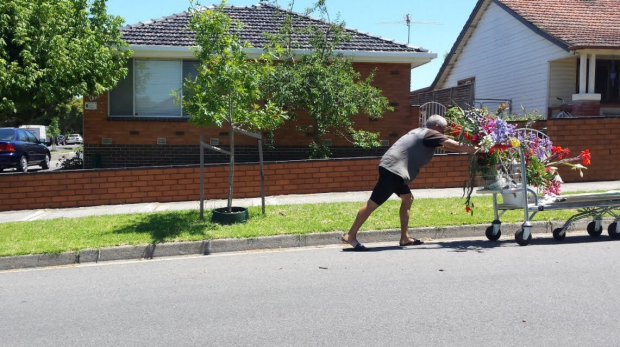 Article image for Alleged plant thief on the loose in Darebin