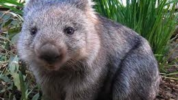 Article image for Wombat changes channel to find 3AW