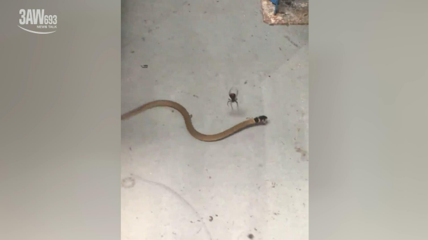 Article image for Redback spider takes down and kills brown snake at Cobram