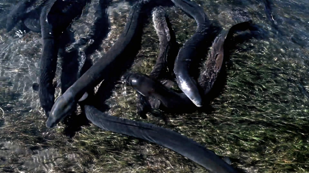 Article image for A number of dead eels have washed up on the Yarra