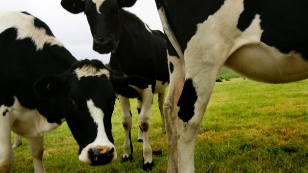 Article image for Farmers call for the term ‘milk’ to be only used on dairy products