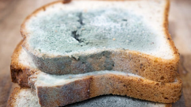 Article image for Eating mouldy food items can be potentially dangerous