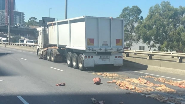 Article image for Traffic chaos after a steer fell from a truck on the Hume Freeway, offal also spills near Burnley Tunnel