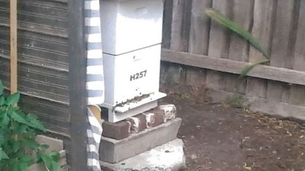 Article image for Ross and John speak with police about stolen Coburg beehive