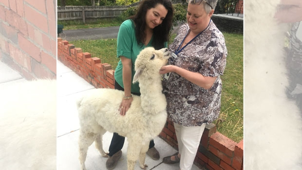 Article image for Neil Mitchell alerted to Alpaca on the loose at Bentleigh!