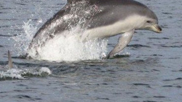 Article image for Port Phillip Bay’s 120 resident Burrunan dolphins are under threat