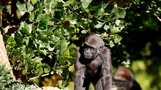 Article image for Gorilla Kanzi celebrates second birthday at the Melbourne Zoo