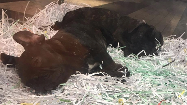 Article image for Melbourne pet shop puppies allegedly mistreated by store owner
