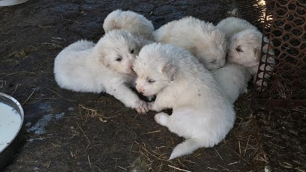 Article image for Five Maremma puppies stolen from Cardinia farm have been found