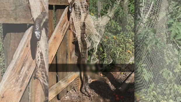 Article image for Woman bitten twice by tiger snake while picking tomatoes at her Bolwarra home