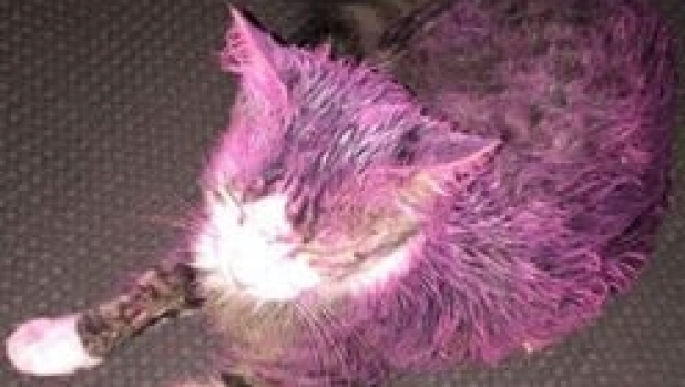 Article image for RUMOUR CONFIRMED: A pet cat was found covered in paint in Melbourne’s western suburbs