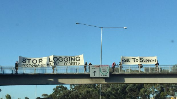 Article image for Logging protesters hold banners above the Tullamarine Freeway
