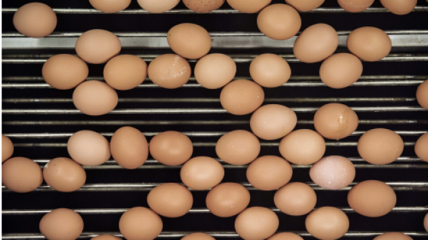 Article image for The RSPCA is calling for caged egg systems to be phased out in Australia