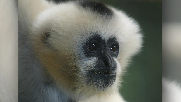 Article image for Melbourne Zoo mourns the loss of Vang the White-cheeked gibbon