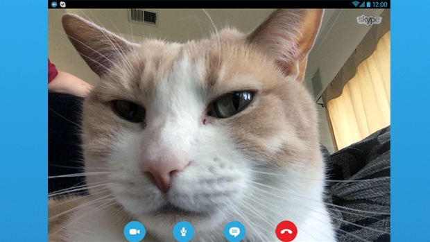 Article image for NBN problems hit cattery which allows owners to Skype with their pets